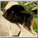 Bombus lapidarius - Steinhummel 08.jpg